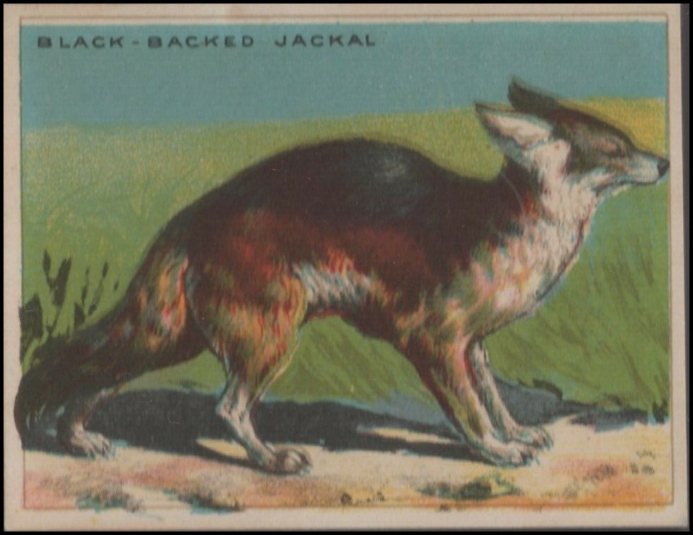 70 Black-Backed Jackel
